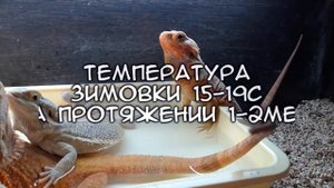 Спячка бородатых агам или брумация