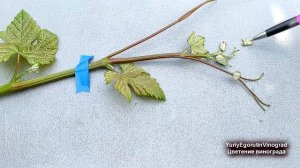 ? Никогда не делай ЭТОГО во время цветения винограда. Что ОБЯЗАТЕЛЬНО нужно сделать для ОПЫЛЕНИЯ.