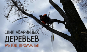 Спил деревьев методом промышленного альпинизма
