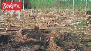 Вырубка лесов