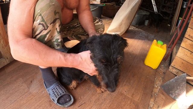 Смотрю щенков ЯГДТЕРЬЕРА, которым 23 дня смотреть онлайн