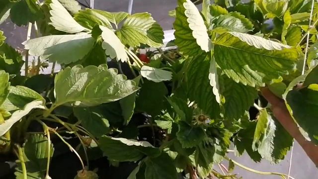 фузариозное увядание кустов. триходерма. РЕЗУЛЬТАТ ДО И ПОСЛЕ. срочно спасаем кусты смотреть онлайн