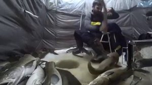 Сомятники "Зимний сом"