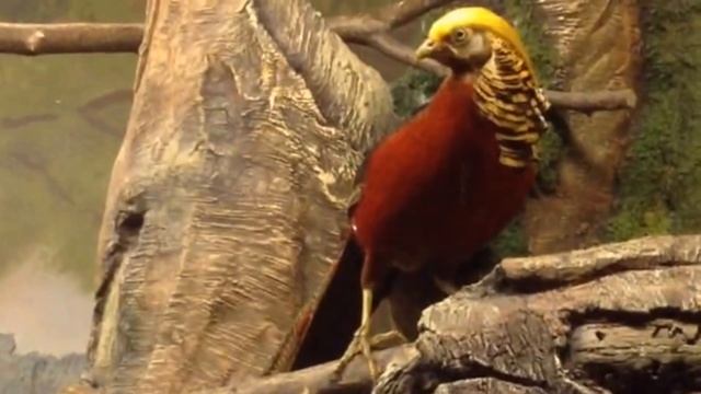 Самые красивые птицы в мире. Animals & fish.