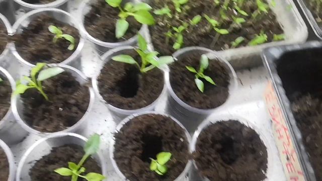 Пикировка горького перца смотреть онлайн