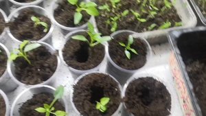 Пикировка горького перца