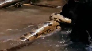 Ягуар против Анаконды