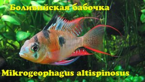 Боливийская бабочка - Mikrogeophagus altispinosus