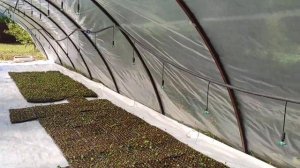 Как вырастить кассетную рассаду клубники ?