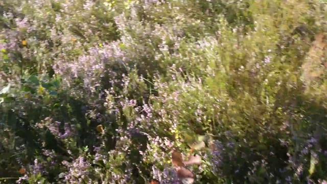 Повна корзина грибів. В Карпатах вродили білі гриби та червоноголовці. Боровики в Карпатах смотреть онлайн