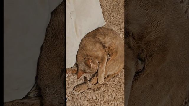 Наглый котик ?