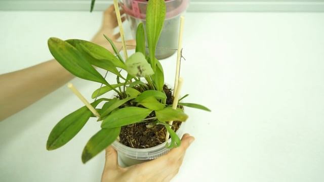 ОРХИДЕИ Масдеваллия и Пафиопедилум ("Венерин башмачок").Masdevallia.Paphiopedilum.