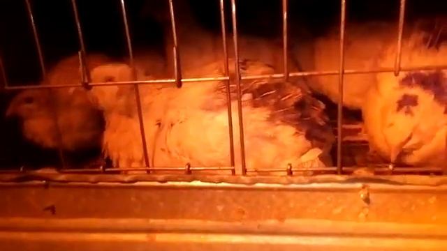 Моё хозяйство. Перепелинное яйцо помогает при аллергии. смотреть онлайн