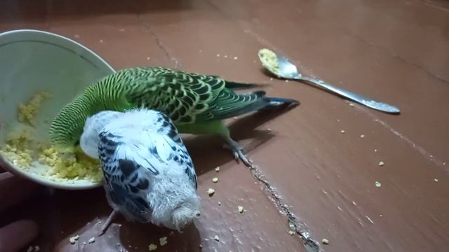 Попугаи знакомятся | Кеша и Мартин смотреть онлайн