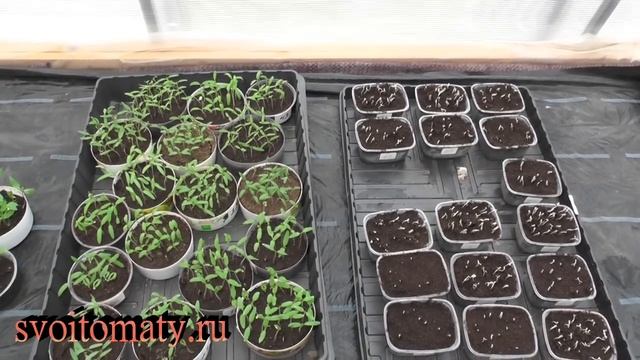 Проращиватель для семян