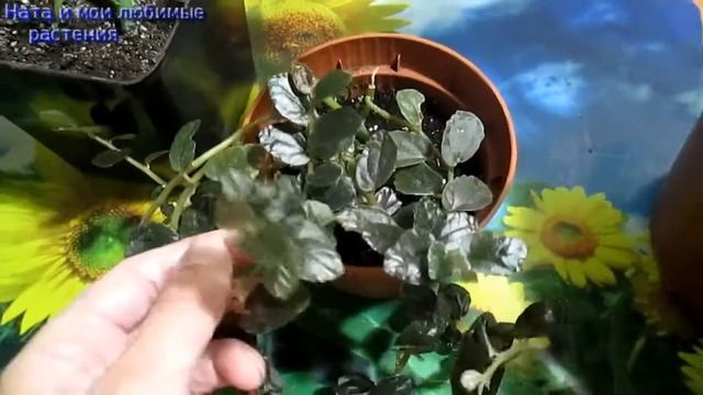 Комнатные цветы//  Простые растения, приносящие радость !