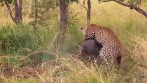 Hayvonot olami / Yovvoyi hayvonlar / Arslon vs Timsoh / Yovvoyi itlar / Arslon / Sher