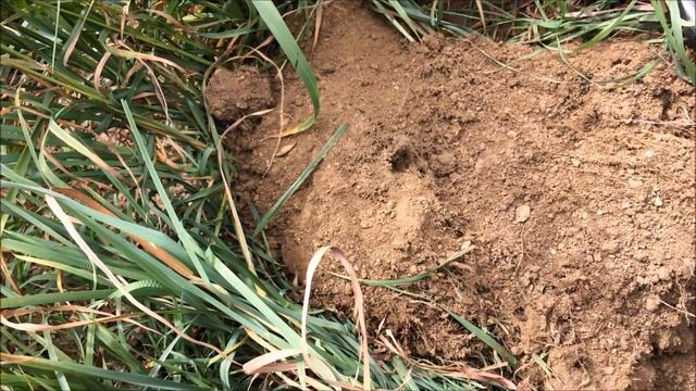 Поиск МД с ALEX O. История рядом!!! смотреть онлайн