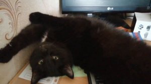 Как усыпить кота