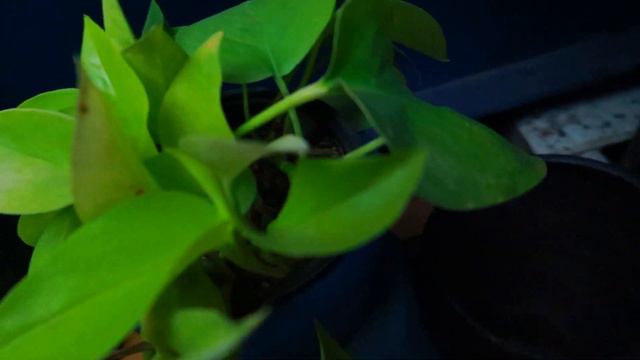 Potus o teléfono limón: cuidados básicos en casa | ¡Fabulosa planta para interiores! смотреть онлайн