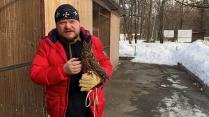 Видеолекции о птицах: ушастые совы