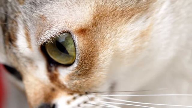 ТОП 5 РЕДКИЕ ПОРОДЫ КОШЕК ✭ ДОГМАМА И КОШКИ смотреть онлайн