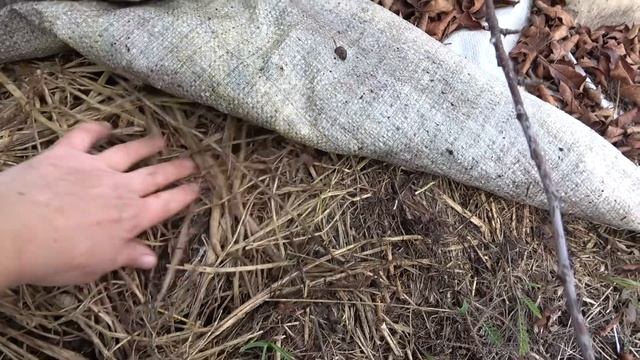 Как избавиться от сорняков? Какая мульча лучше? смотреть онлайн
