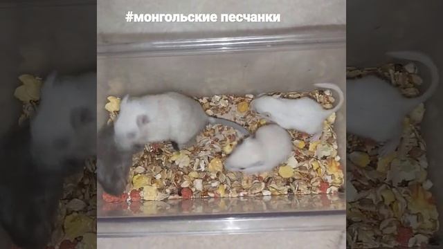 монгольские песчанки
