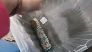 Черенкование роз осенью и зимой Хранение и Укоренение Часть 1