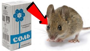 Как избавиться от мышей С 1 раза!.