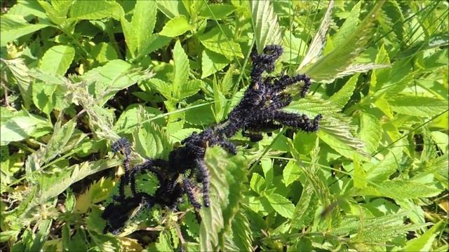 Ужасные ? гусеницы пожирают крапиву. Caterpillars devour nettles. смотреть онлайн