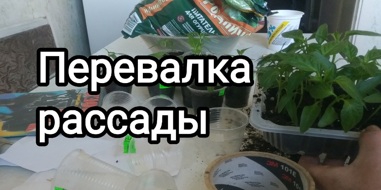 Как вырастить здоровую  рассаду сладкого перца_ 15 условий выращивания здоровой рассады перца..mp4