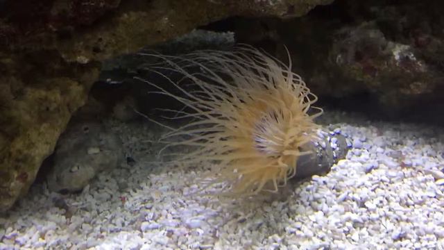 Cerianthus смотреть онлайн