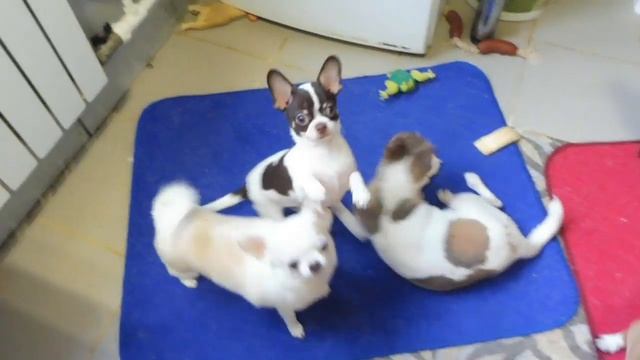 #ЧИХУАРАЗНЫЕТИПЫ ШЕРСТИ С ПОДШЁРСТКОМ И БЕЗ #МАРИМИСТИКПИТОМНИКРКФ#КУПЛЮЧИХУАПРОДАЮЩЕНКОВ смотреть онлайн