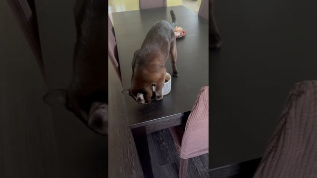 Какая гадость - это Ваше кофе. смотреть онлайн