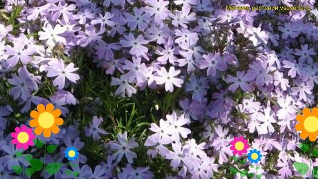 Флокс шиловидный Фабьюлос Блу Дарк Сентер. Краткий обзор phlox subulata Fabulous Blue Dark Center смотреть онлайн