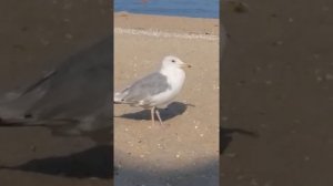 Огромная птица, похожая на чайку жрет сухарики