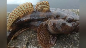 Отличие бычка от бубыря? есть ли между ними разница?