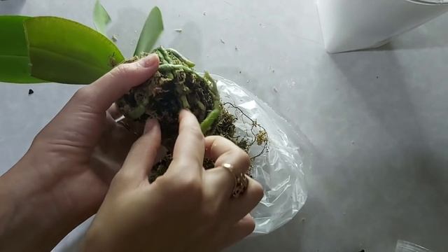 Как пересадить ПОДРОСТКА ОРХИДЕИ на ФИТИЛЬНЫЙ полив в Керамзит с живым мхом смотреть онлайн