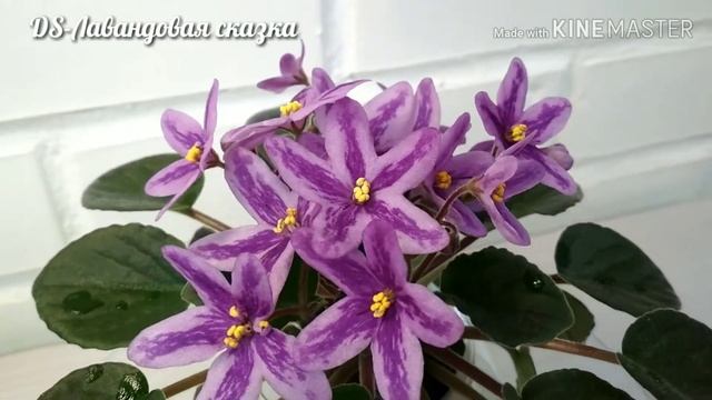 Фиалка химера DS-Лавандовая сказка смотреть онлайн