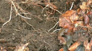 Вот так удача! Кошель серебра и Римский медальон Постума!