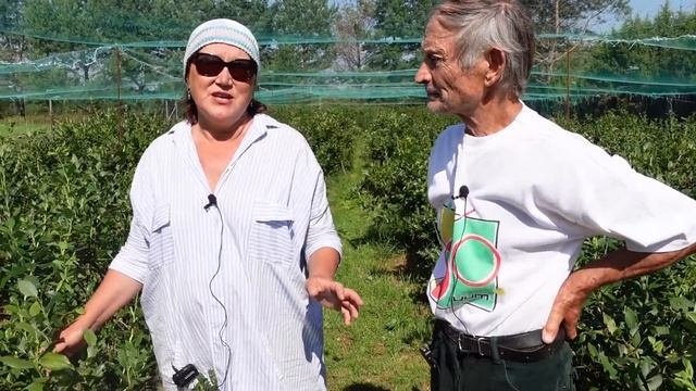 Как растет голубика в Беларуси смотреть онлайн