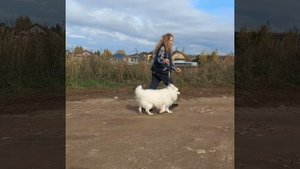 Японский шпиц питомника Mistik Rainger