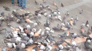 Increible Miles de Palomas en un Parque de Guayaquil_Ecuador