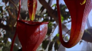 Самые-самые опасные Растения в Мире