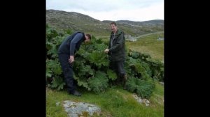 ГУННЕРА  (GUNNERA)  сем. Сланоягодниковые