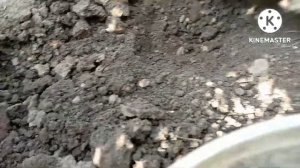 Этим способом уничтожаю МЕДВЕДКУ и что делать с гнездом МЕДВЕДКИ