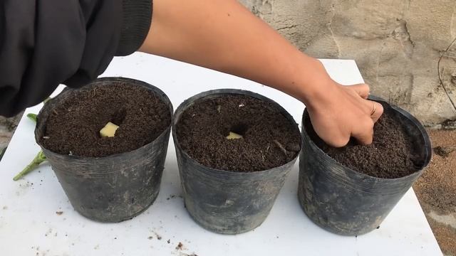 Hydrangea cuttings take root super fast with this method смотреть онлайн