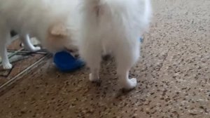 Осьминог шуршащий. Прикольная игрушка для щенков!