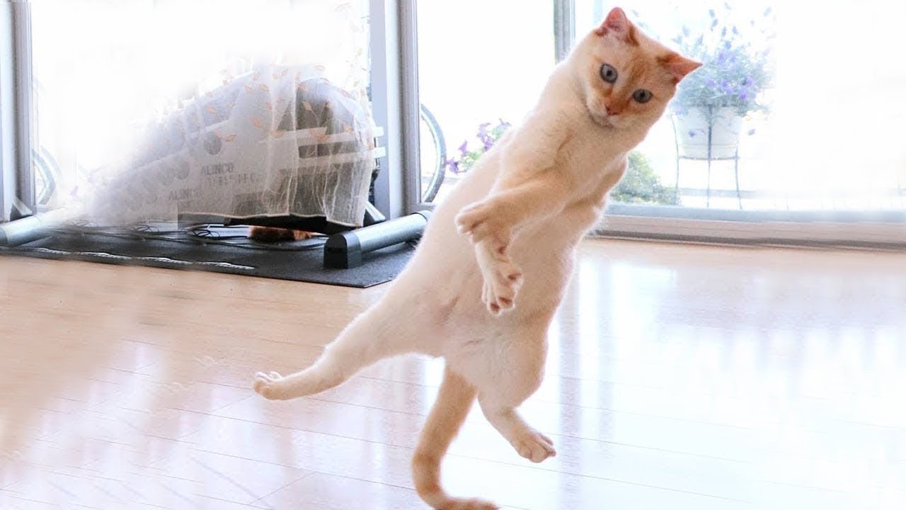 ✅ Смешные кошки 2022 ? Я ржал полчаса ? Самые смешные и милые животные! Funny Best Cats №1 ✅